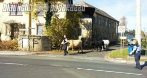 Eibau: Polizisten beweisen Cowboy-Qualitäten