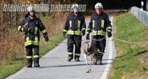 Wehrsdorf: Feuerwehr muss Laufvogel einfangen