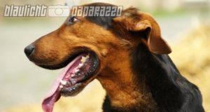 Bautzen: Bissiger Hund verletzt drei Menschen