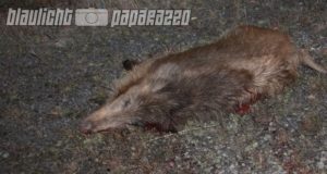 Königsbrück: Wurde hier ein Braunbär angefahren?