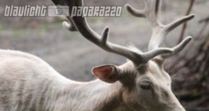 Irgersdorf: Polizisten retten hilflosen Rehbock