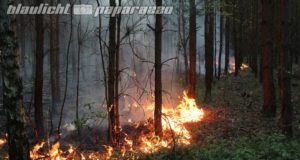 Mehrere Brandstellen im Kamenzer Forst
