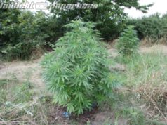 Seifersdorf: Drogenzüchter pflanzen Cannabis auf Autobahn-Grünstreifen