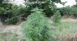 Seifersdorf: Drogenzüchter pflanzen Cannabis auf Autobahn-Grünstreifen