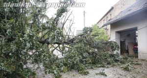 Gersdorf: Sturm lässt Baum auf Garage fallen