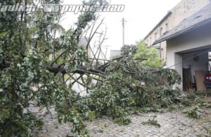 Gersdorf: Sturm lässt Baum auf Garage fallen
