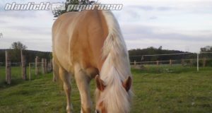 Haselbachtal: Schnittwunden an Pferden entdeckt – Hinweise gesucht