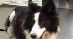 Kamenz: Mischlingshund gefunden – wer ist der Eigentümer?