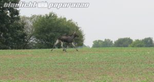 Ostsachsen: Elch unterwegs – Polizei rät zu Vorsicht