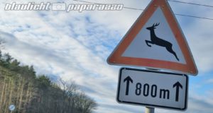 Ostsachsen: Immer weniger Verkehrszeichen warnen vor Wildwechsel
