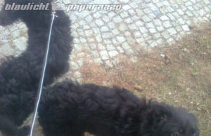 Bautzen: Pflegehunde einfach im Auto eingesperrt