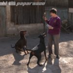 Hundehasser legen in Kamenz Nagel-Köder aus