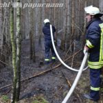 Zwei Hektar Wald brennen bei Leippe-Torno