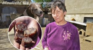 Kamenz: Wer hat es auf Ines Mitschkes Hunde abgesehen?