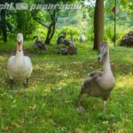 schwan10