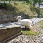 schwan3