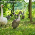 schwan6