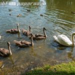 schwan7