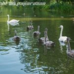 schwan8