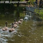schwan9