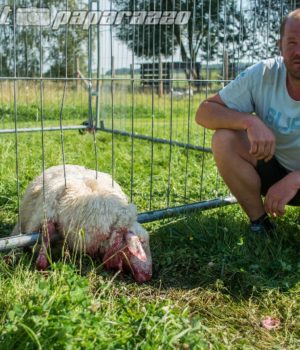 Schon wieder Wolfs-Attacke in Neudörfel