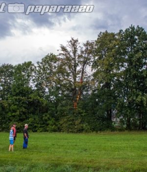 Blitzt setzt Baum in Brand