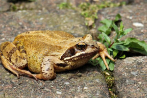 frog-1518994_1280