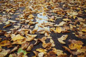 leaves-925156_1920