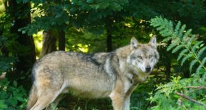 Wolf bei Verkehrsunfall nahe Rammenau getötet