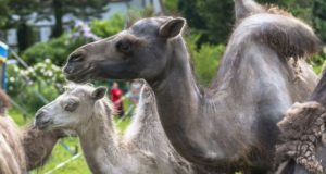 Kamele im Pulsnitzer Stadtgebiet