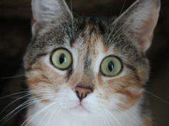 Kater „Toni“ steckt im Abflussrohr fest – Feuerwehr rückt mit Bagger an Nahaufnahme einer dreifarbigen Katze mit großen grünen Augen.