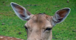 Tierquäler töten und zerstückeln Damwild