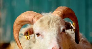 Wütender Schafbock verletzt mehrere Personen in Großröhrsdorf