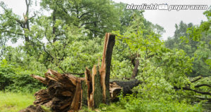 Nach dem Unwetter: Vorsicht beim Betreten von Wäldern