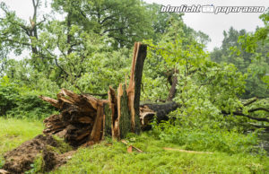 Nach dem Unwetter: Vorsicht beim Betreten von Wäldern