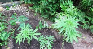 Polizei stellt 27 Cannabispflanzen sicher