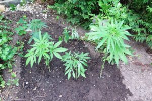 Cannabispflanzen Hörnitz
