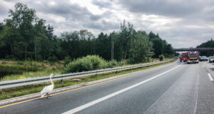Feuerwehr rettet verletzten Schwan von der Autobahn