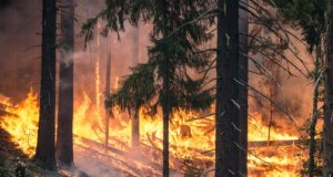 Während Waldbrand: Elektronik von TLF fällt komplett aus!