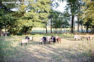 2018-09-18_Waldbrand_Schwepnitz-4