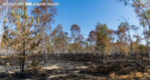 Sturmböen erhöhen heute die extreme Waldbrandgefahr