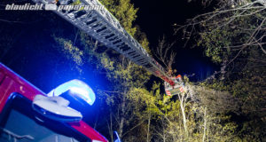 Feuerwehr kümmert sich um abgebrochene Baumkrone