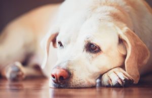 Mit Tabletten: Hund in Sohland vergiftet