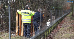 Schwan verirrt sich auf die Autobahn bei Burkau