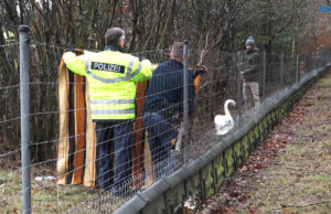 Schwan verirrt sich auf die Autobahn bei Burkau