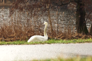 vlcsnap-2019-03-11-23h58m19s212