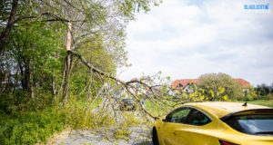 Sturmböen über Ostsachsen – Bäume kippen um