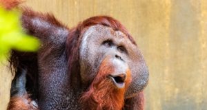 Tragischer Brand in Krefelder Zoo, etliche Tiere kommen ums Leben