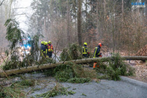 20200211_Baum_Grossroehrsdorf-10