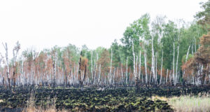 Die Lage beim Waldbrand in Hohenleipisch/Plessa